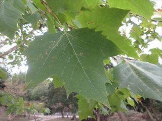 モミジバスズカケノキ